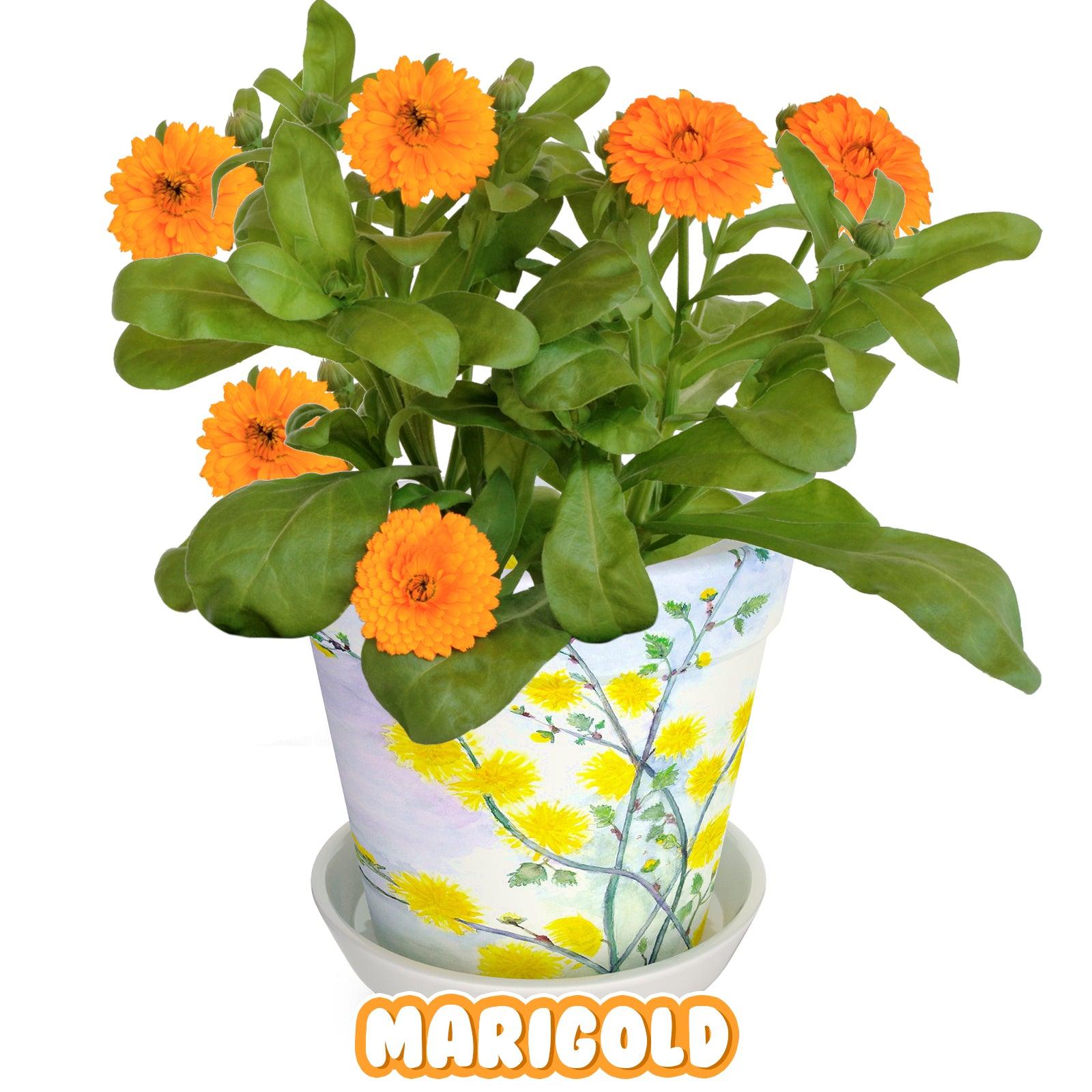 Paint & Plant Flower Pot Growing Kit with USA Seeds