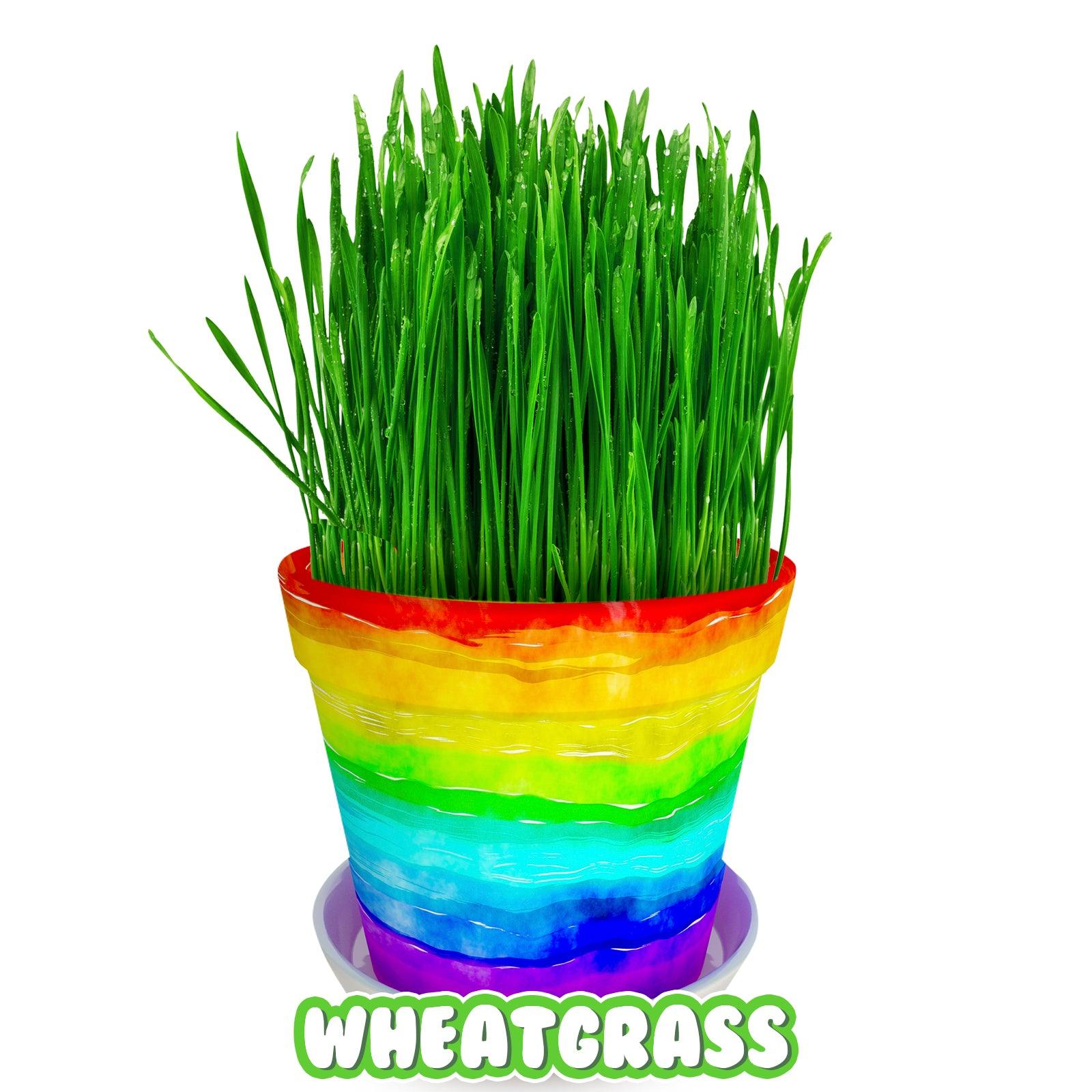 Paint & Plant Flower Pot Growing Kit with USA Seeds